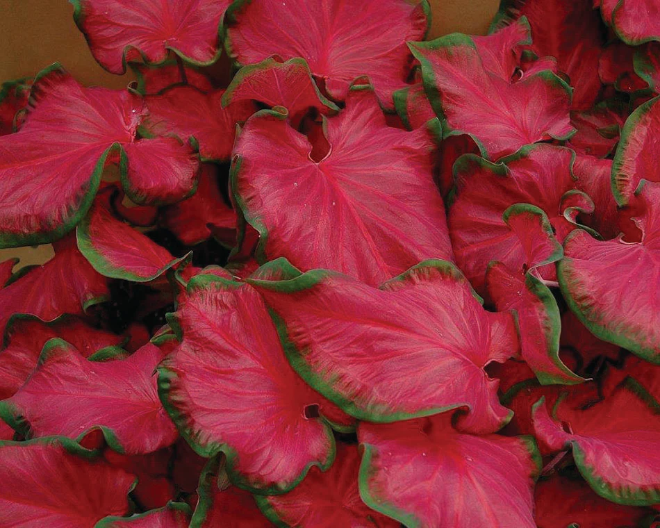 Caladium - Caladium Cherry Tart