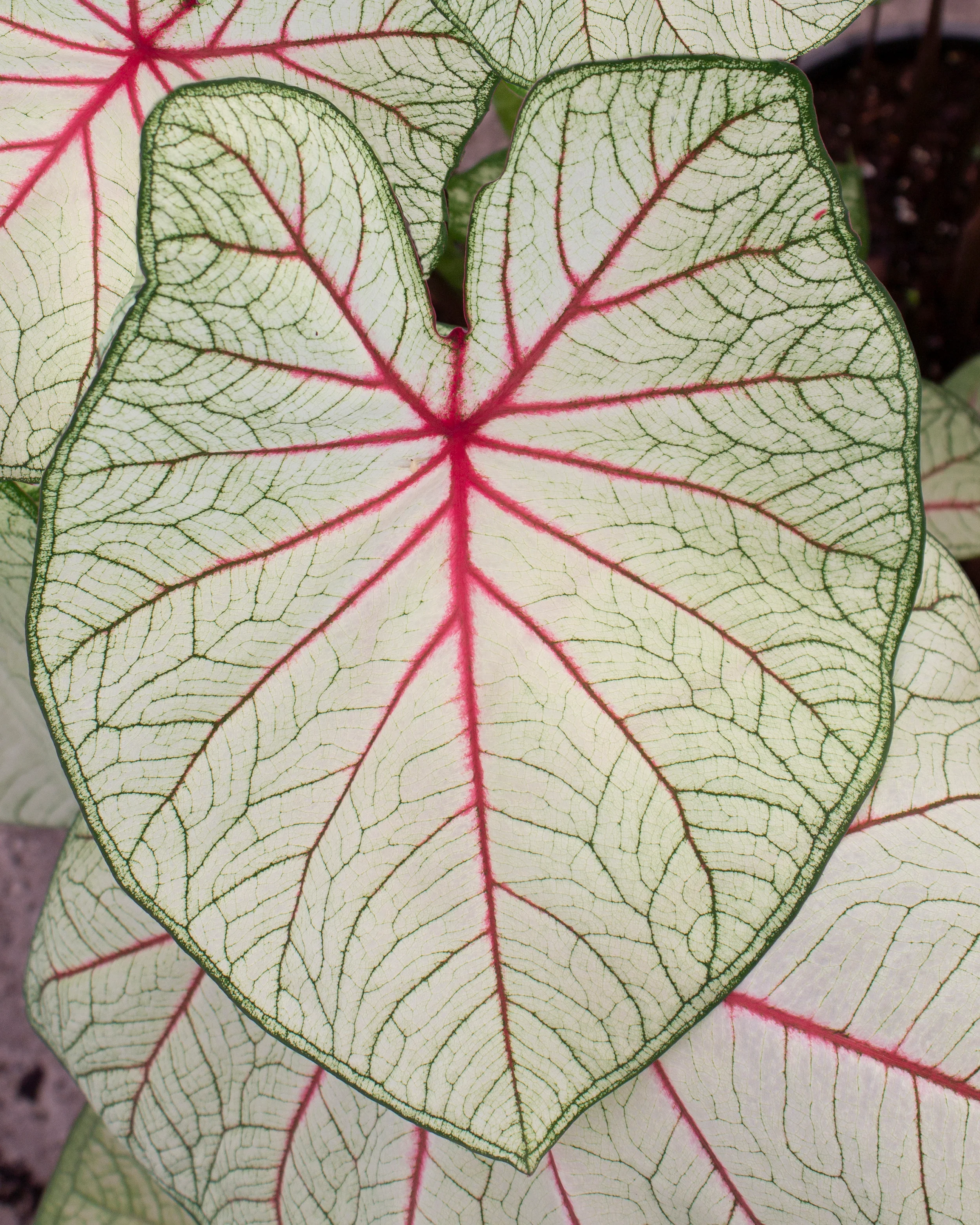 Caladium Fantasy [1]