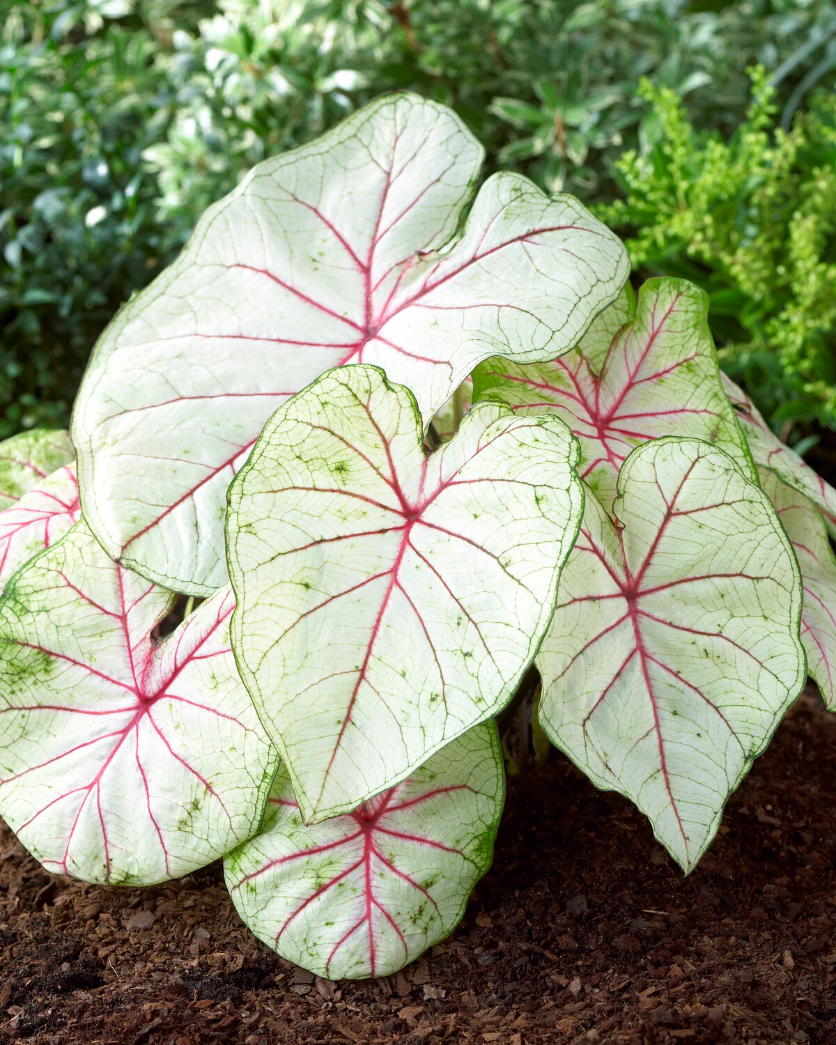 Caladium - Caladium Fantasy