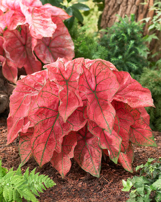 Caladium - Caladium Festivia