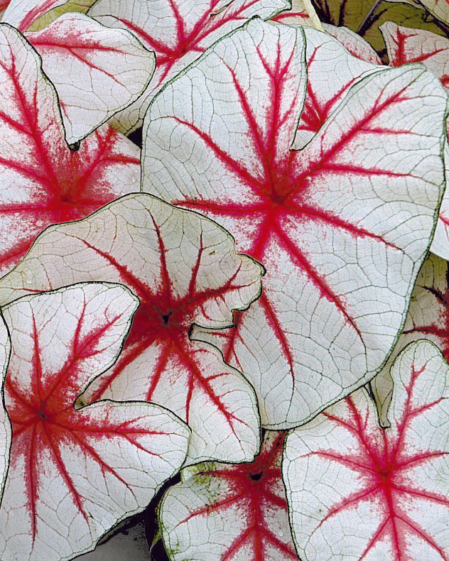 Caladium - Caladium Fiesta
