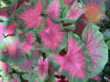 Caladium - Caladium Florida Cardinal