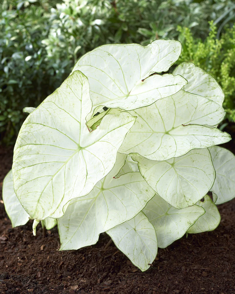 Caladium - Caladium Florida Moonlight