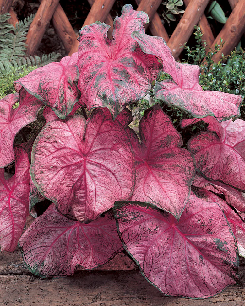 Caladium - Caladium Frannie Munson