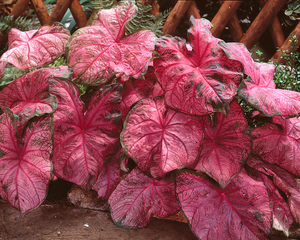 Caladium Frannie Munson [1]
