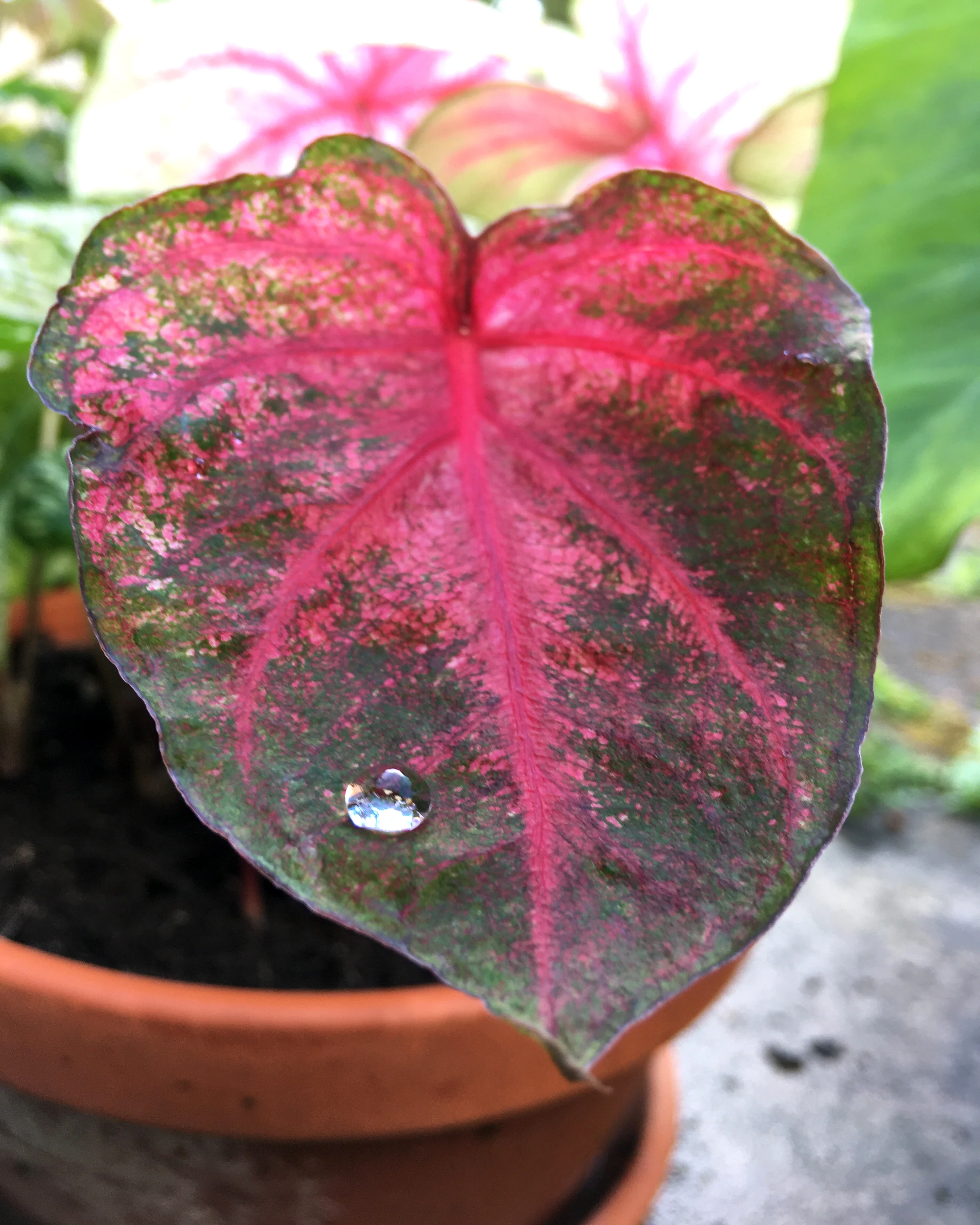 Caladium Frannie Munson [2]