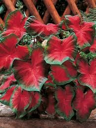 Caladium - Caladium Freida Hemple