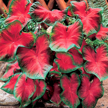 Caladium - Caladium Frieda Hemple