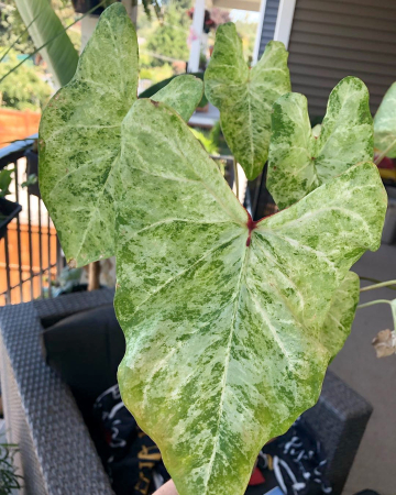 Caladium Frog in a Blender [1]