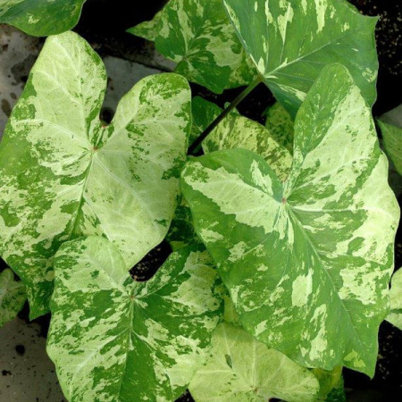 Caladium - Caladium Frog in a blender