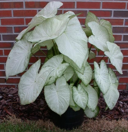 Caladium - Caladium Garden White