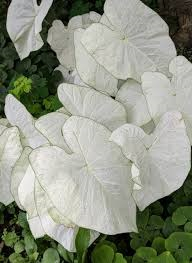 Caladium - Caladium June Bride