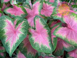 Bulbi de primavara - Caladium Kathleen