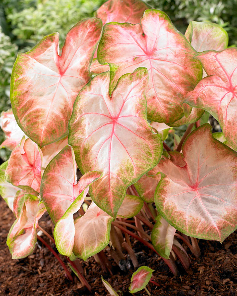 Caladium - Caladium Kathleen