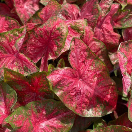 Caladium - Caladium Lava Glow