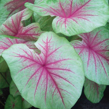 Caladium - Caladium Mint Julep