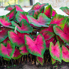 Caladium - Caladium Postman