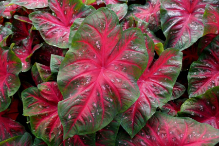 Caladium - Caladium Red Flash