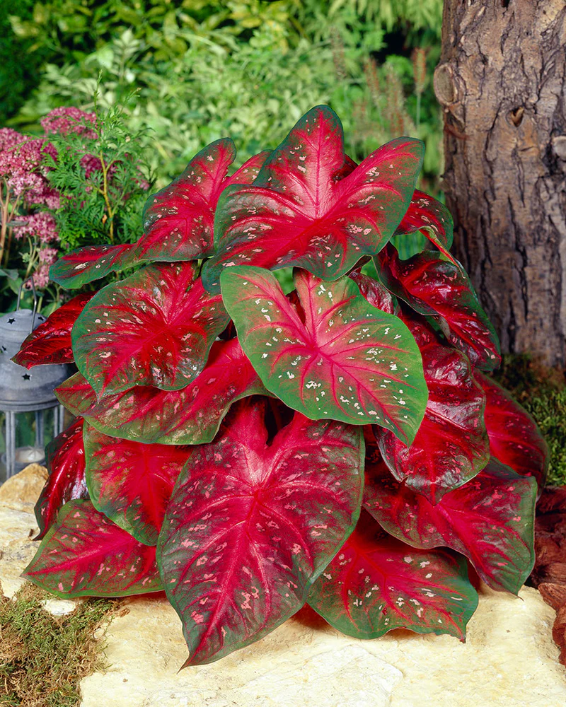 Caladium - Caladium Red Flash