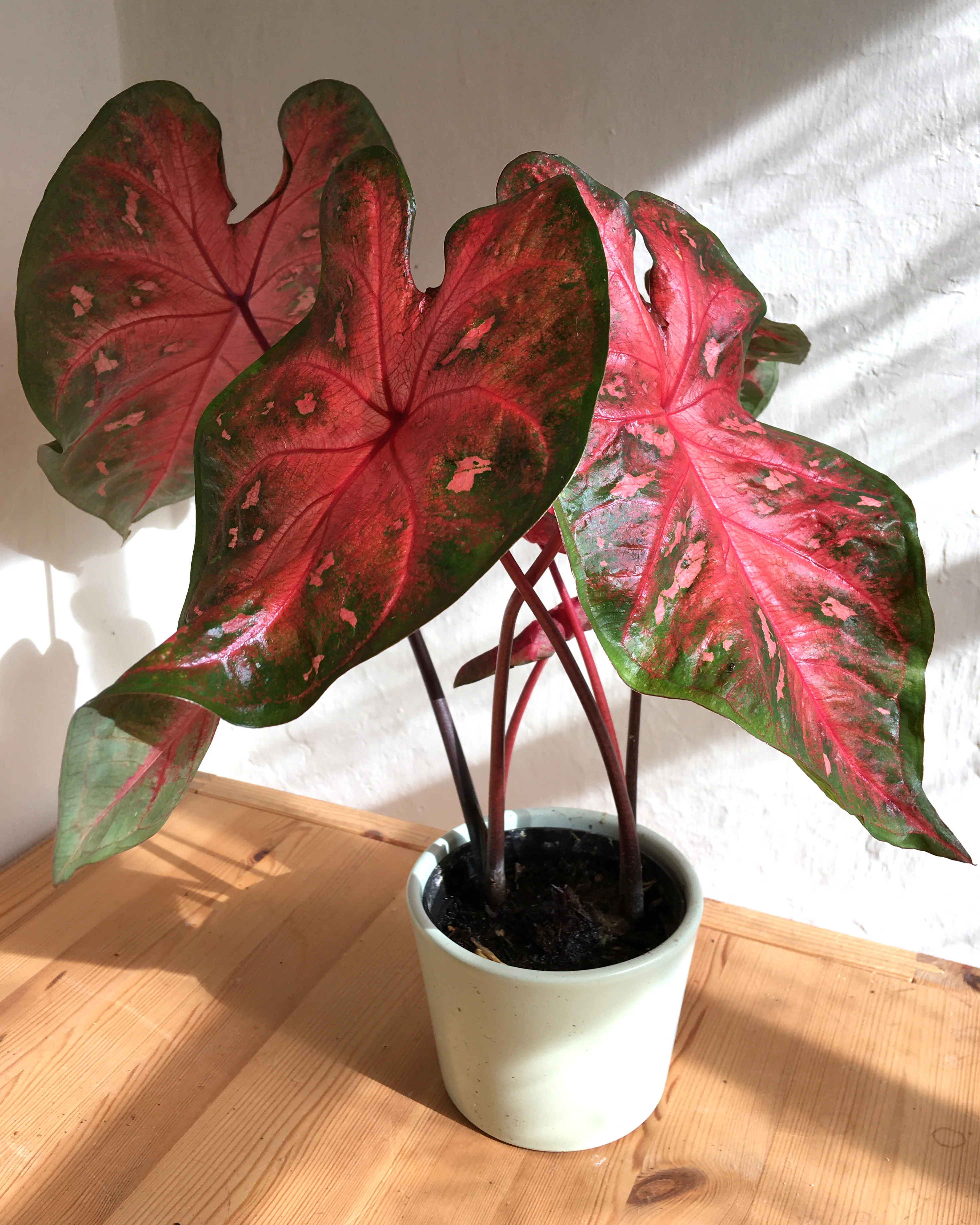 Caladium Red Flash [1]