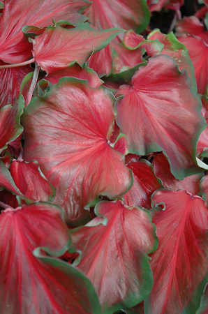 Caladium - Caladium Red Frill