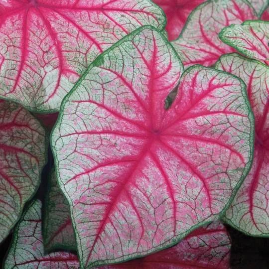 Caladium - Caladium Rhapsody