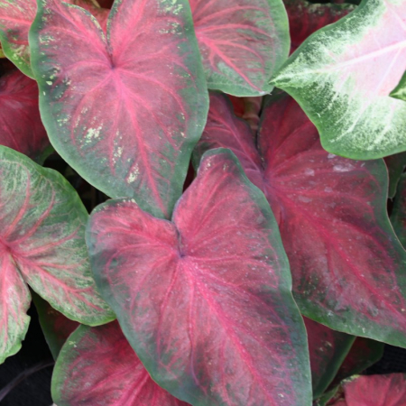 Caladium - Caladium Royal Flush