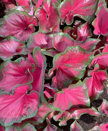 Caladium - Caladium Salsa