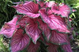 Caladium - Caladium Sizzle