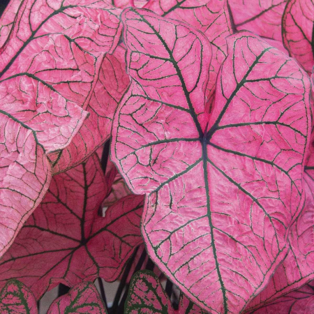 Caladium - Caladium Spring Fling