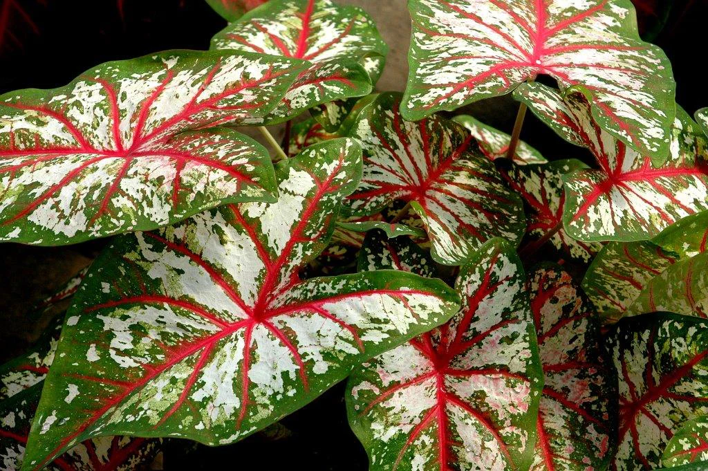 Caladium - Caladium Tapestry
