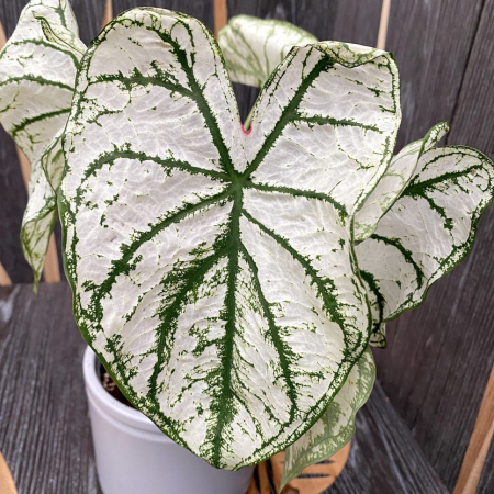 Caladium - Caladium White Christmas