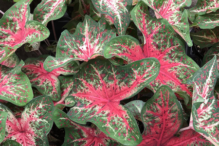 Caladium - Caladium Wildfire