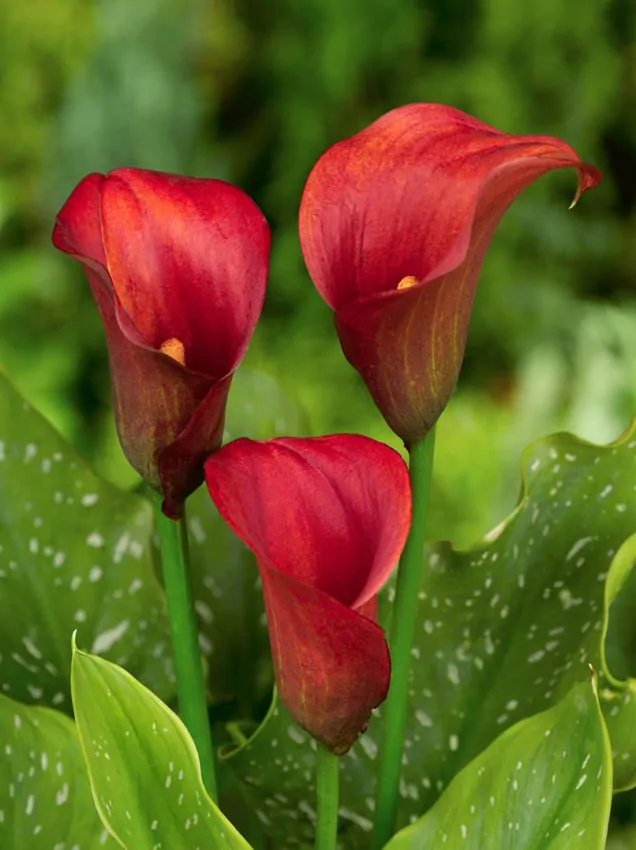 Bulbi de primavara - Calla California Red marime 16/18
