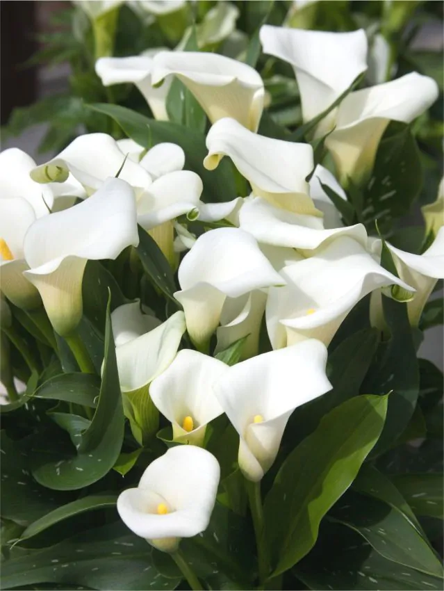 Bulbi de primavara - Calla White Mambo marime 26+