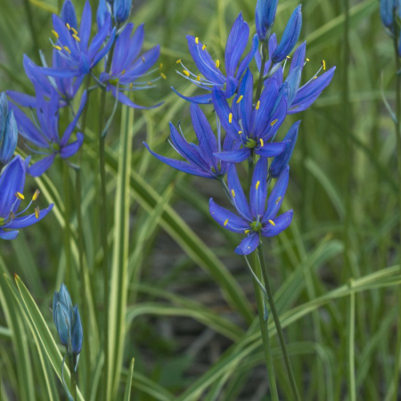 Camassia - Camasia Blue Melody Quamash 7 buc marime 6+