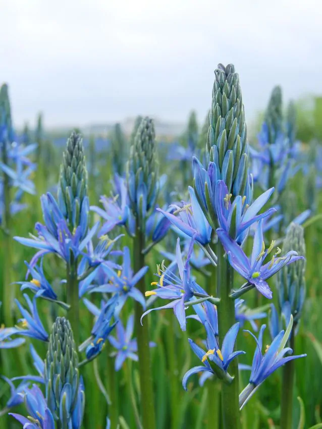Camassia - Camassia Blue Candle ( zambila indiana ) 1 buc marime 14+