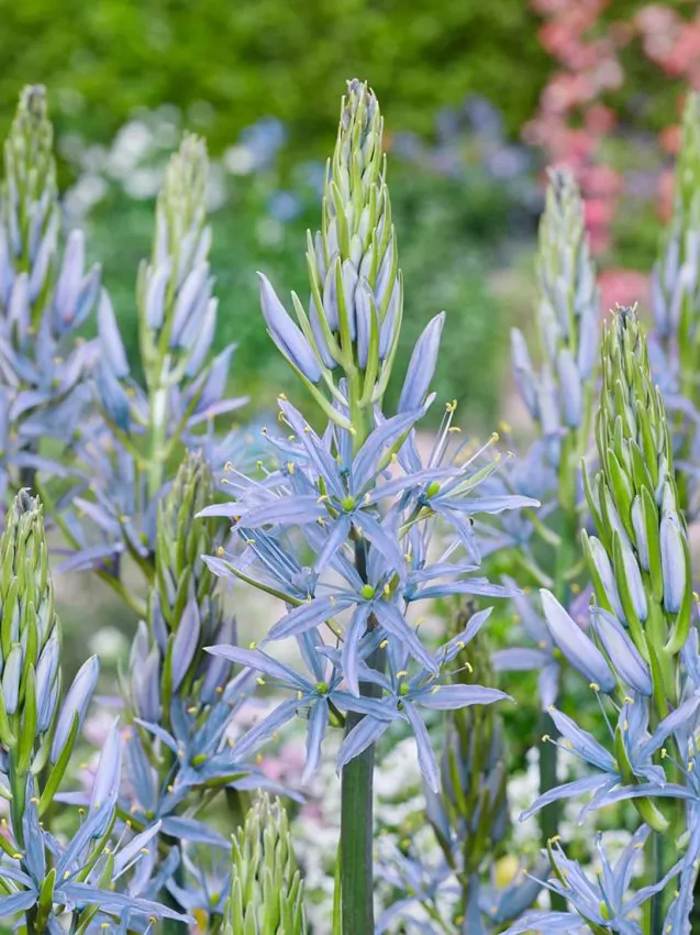 Camassia - Camassia Blue Heaven ( zambila indiana ) 1 buc marime 14/16