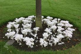 Colchicum ( brandusa de toamna ) Alboplenum marime 18/20 [2]