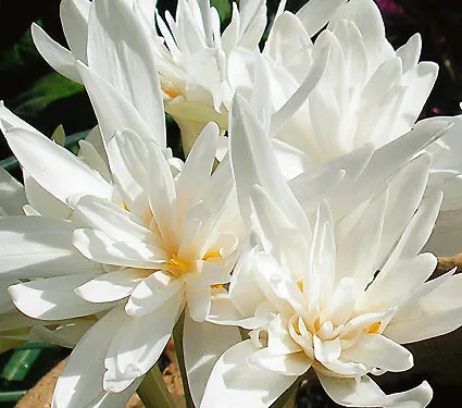 Branduse de toamna - Colchicum ( brandusa de toamna ) Alboplenum marime 18/20