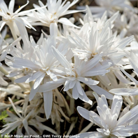 Colchicum ( brandusa de toamna ) Alboplenum marime 18/20 [1]