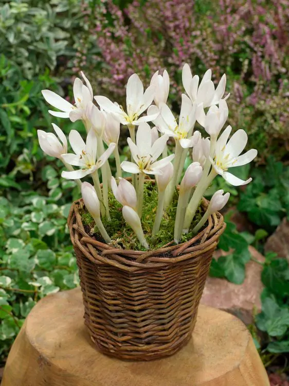 Colchicum brandusa de toamna album autumnale. [1]