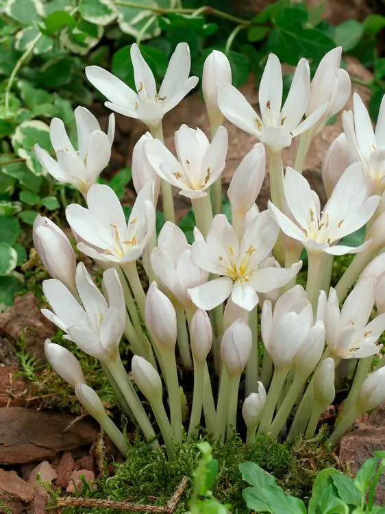 Colchicum brandusa de toamna album autumnale. [3]