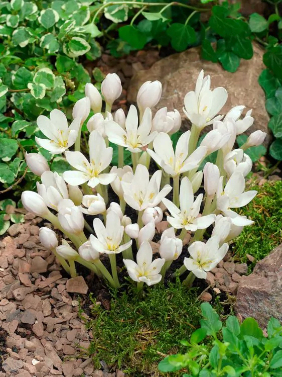 Colchicum brandusa de toamna album autumnale. [2]