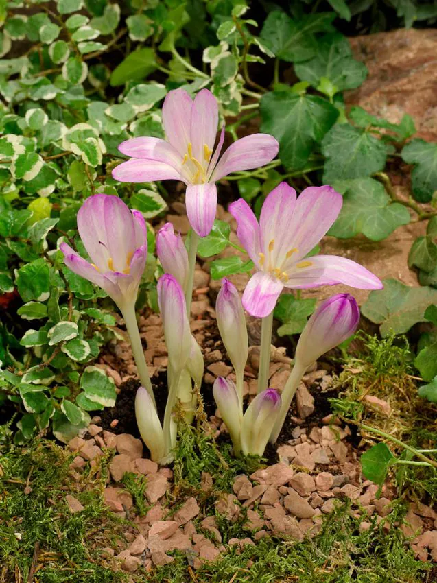 Colchicum - Colchicum (branduse de toamna) Byzantinum 1 buc marime 18/20