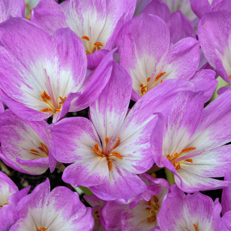 Colchicum (branduse de toamna ) The Giant 1 buc marime 18/20 [2]