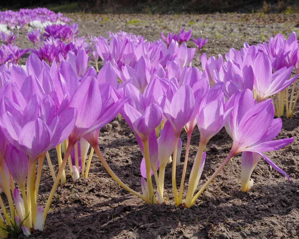 Colchicum (branduse de toamna ) The Giant 1 buc marime 18/20 [1]