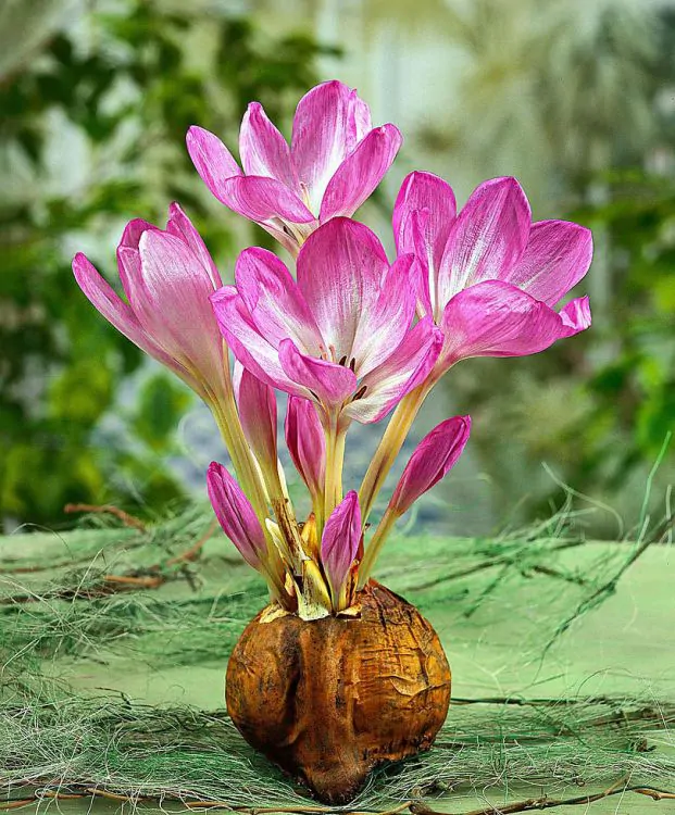 Bulbi de toamna - din 20 septembrie ! - Colchicum (branduse de toamna ) The Giant 1 buc marime 18/20