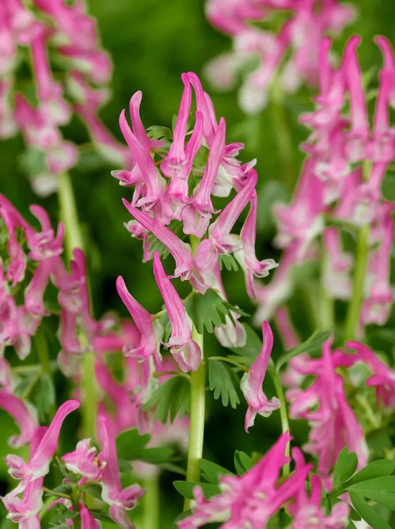 Corydalis - Corydalis solida Beth Evans pachet 5 buc