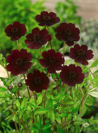 Bulbi de primavara - Cosmos atrosanguineus - floare de ciocolata